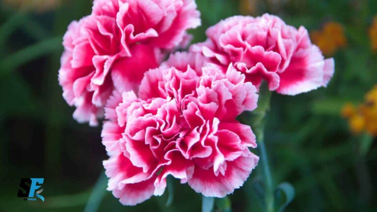 Carnations